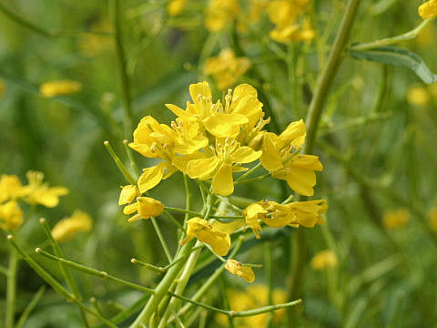 Brassica campestris var. laciniifolia