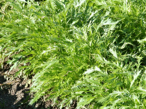 Brassica campestris var. laciniifolia