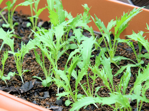 Brassica campestris var. laciniifolia