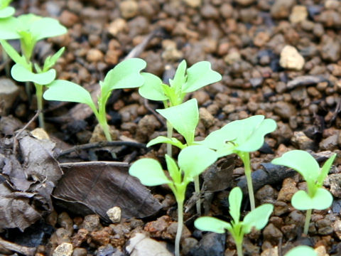 Brassica campestris var. laciniifolia