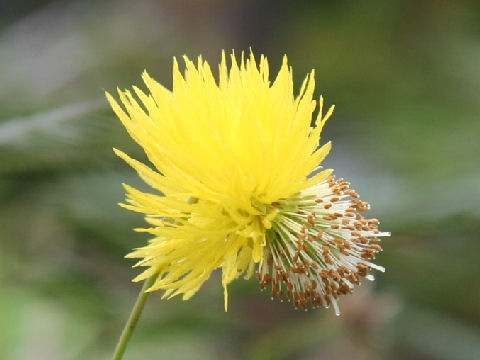 Neptunia oleracea