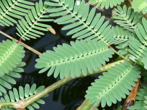 Neptunia oleracea