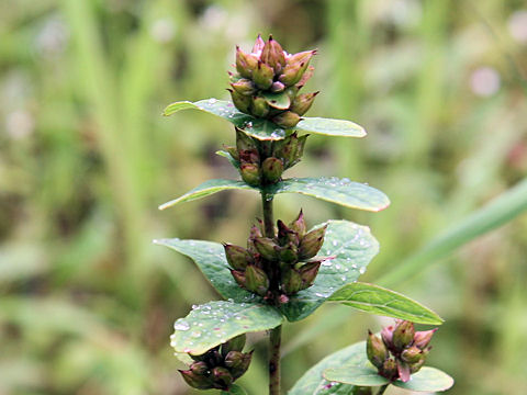 Triadenum japonicum