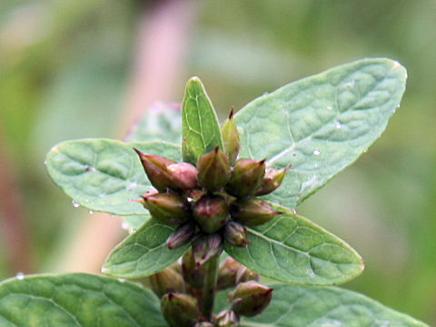 Triadenum japonicum