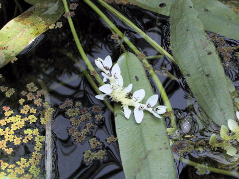 Aponogeton distachyus