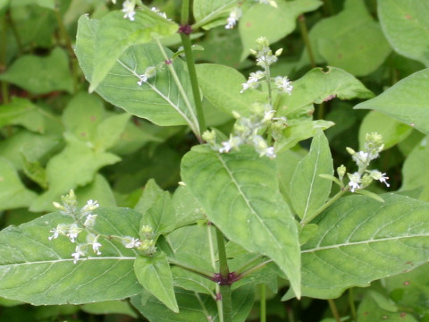 Circaea mollis