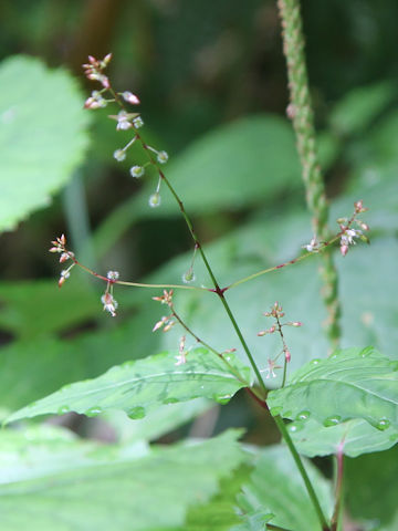 Circaea mollis