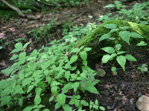 Circaea mollis