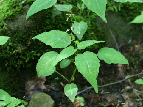 Circaea mollis