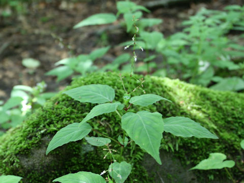 Circaea mollis