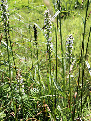 Platanthera hologlottis