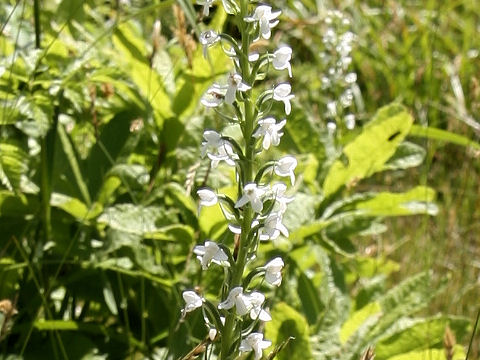 Platanthera hologlottis