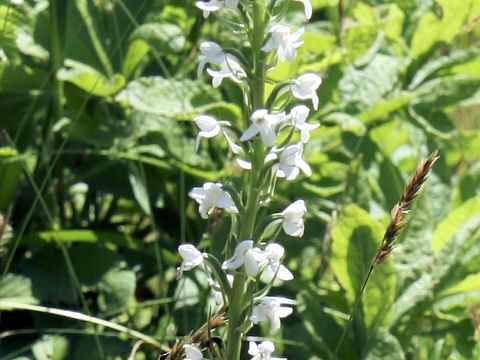 Platanthera hologlottis