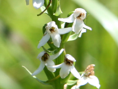 Platanthera hologlottis