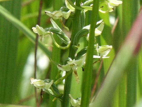 Platanthera hologlottis