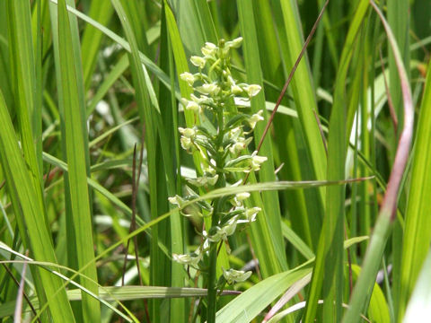 Platanthera hologlottis