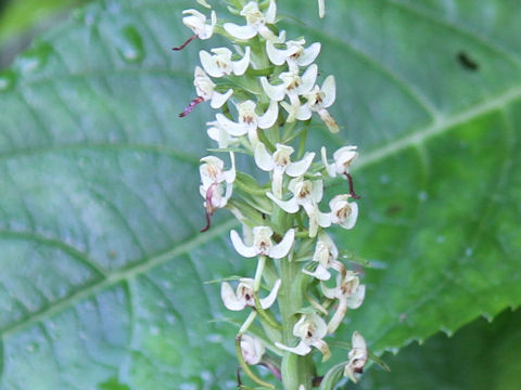 Platanthera hologlottis