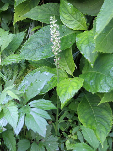 Platanthera hologlottis