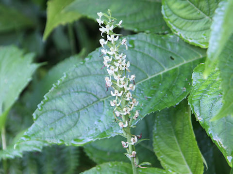 Platanthera hologlottis