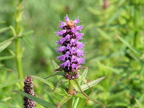 Eusteralis yatabeana