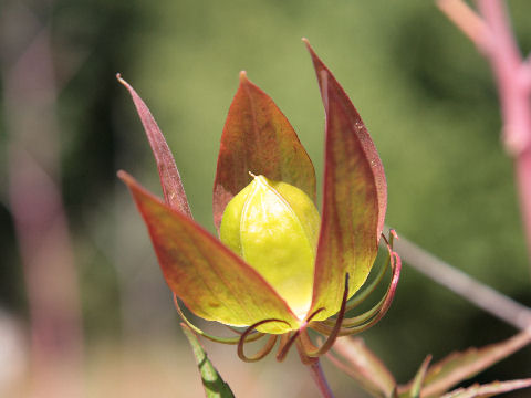 Hibiscus caccineus