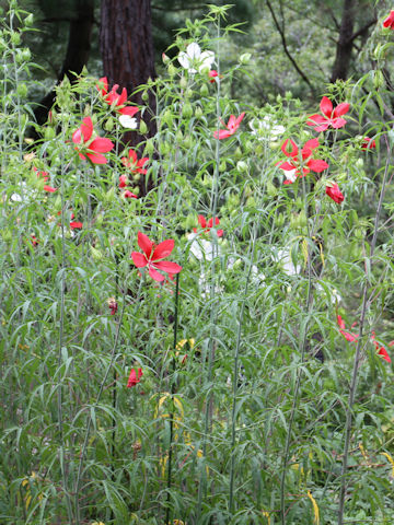 Hibiscus caccineus