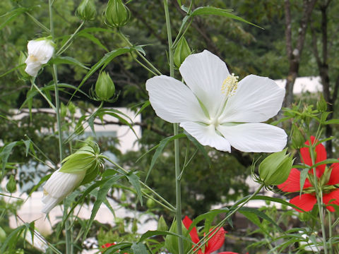 Hibiscus caccineus