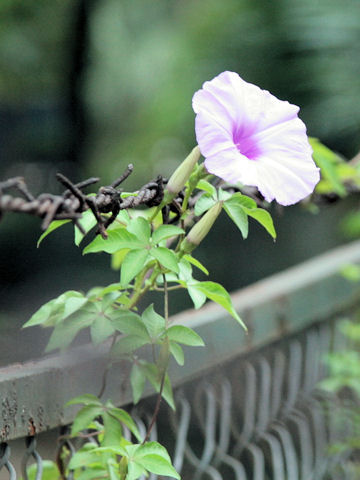 Ipomoea cairica