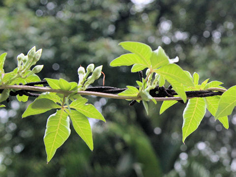 Ipomoea cairica