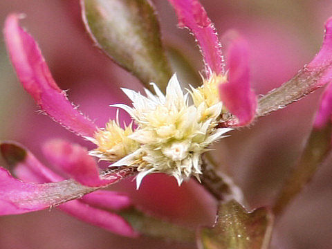 Alternanthera bettzickiana