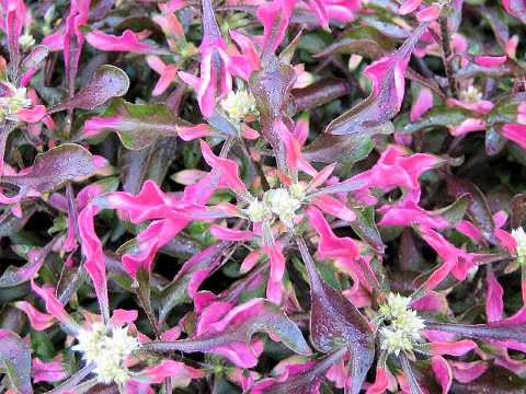 Alternanthera bettzickiana