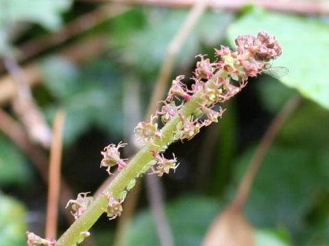 Mitella acerina