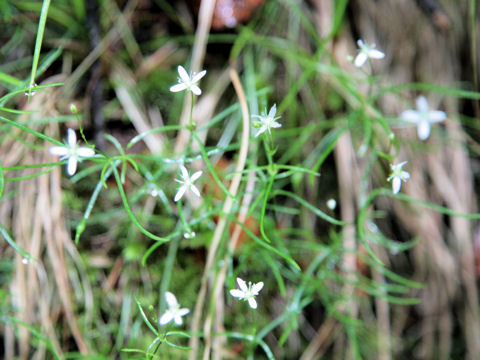 Moehringia muscosa