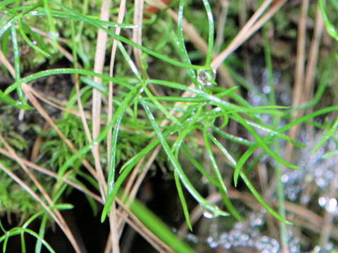 Moehringia muscosa