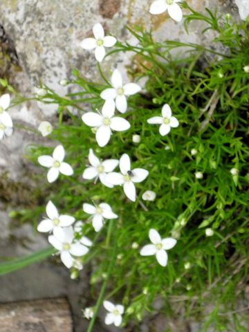 Moehringia tommasinii