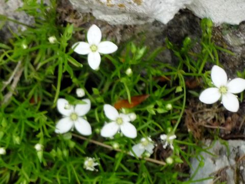 Moehringia tommasinii