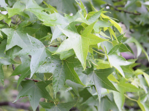 Liquidambar styraciflua