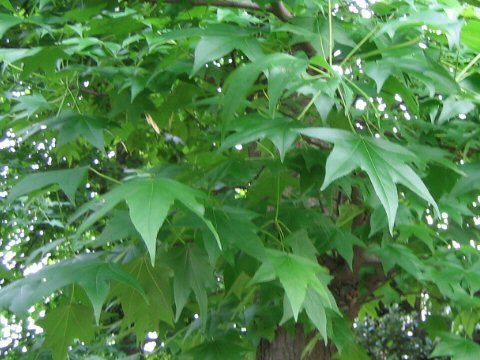 Liquidambar styraciflua