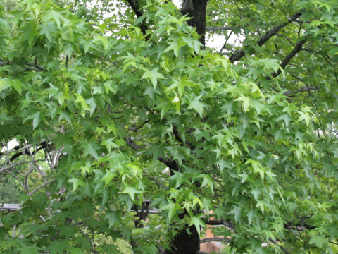 Liquidambar styraciflua