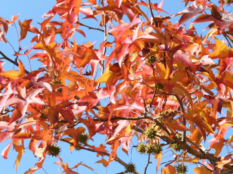 Liquidambar styraciflua