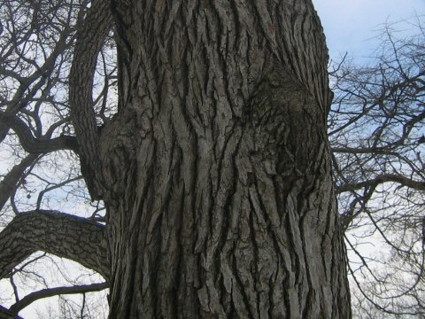 Liquidambar styraciflua