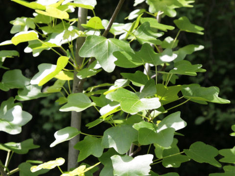 Liquidambar styraciflua cv. Rotundiloba