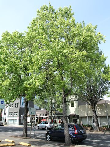 Liquidambar styraciflua