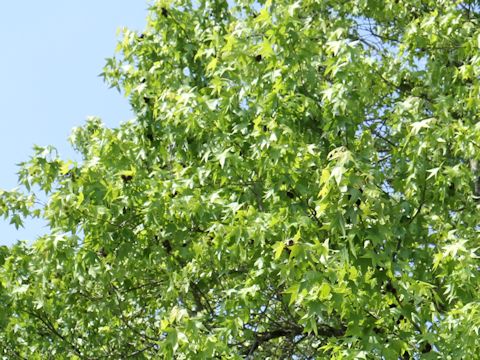 Liquidambar styraciflua