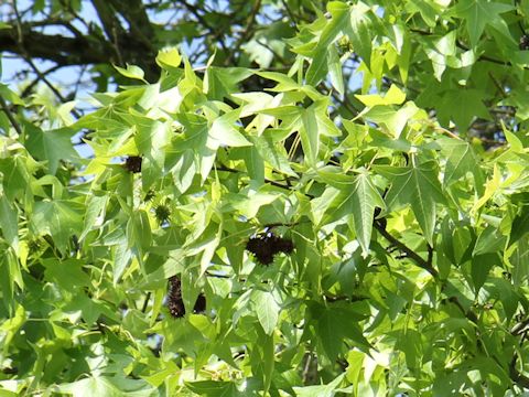 Liquidambar styraciflua