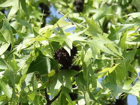 Liquidambar styraciflua