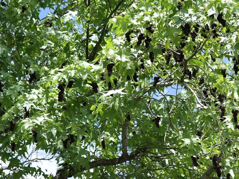 Liquidambar styraciflua