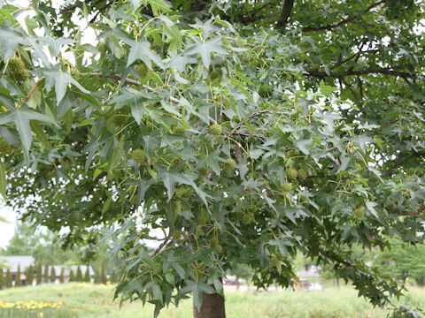 Liquidambar styraciflua