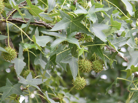 Liquidambar styraciflua