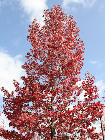 Liquidambar styraciflua